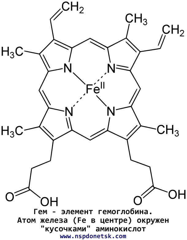 Гемоглобин состоит в основном из аминокислот, железо - второстепенный элемент